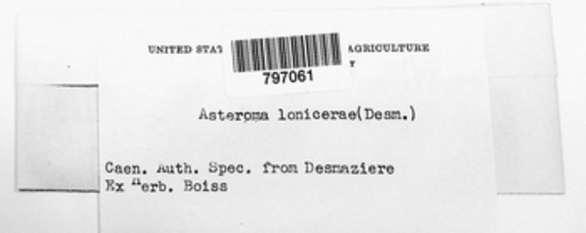 Asteroma lonicerae image